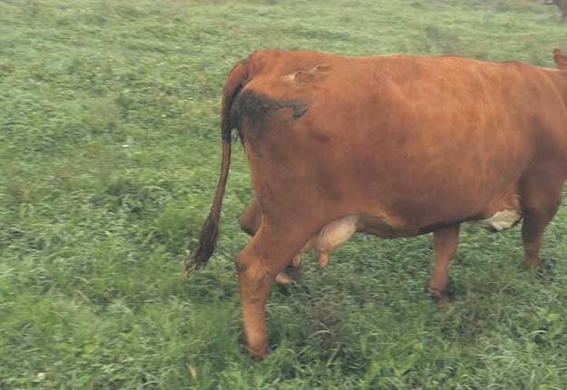 Guillaume Lachaîne a partagé sur les médias sociaux la photo d’une de ses vaches volées, soulignant que celles-ci ont un tatouage sur les fesses.
