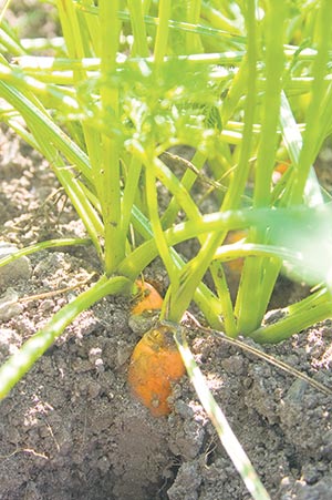 La chaleur et le manque d’eau ont ralenti la croissance des légumes racines.