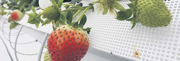 Les serres accueillent pour l’instant 5 000 plants, mais ce nombre pourrait augmenter avec l’ajout de contenants au niveau du plancher.