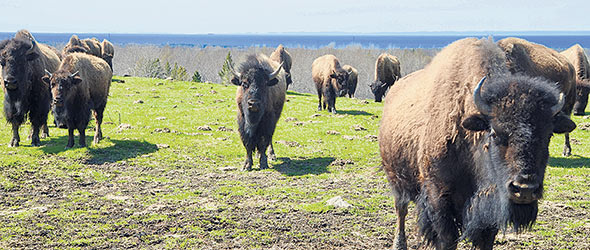 En plus de ses productions laitière et de vaches-veaux, la Ferme Belvoie compte 35 bisons.