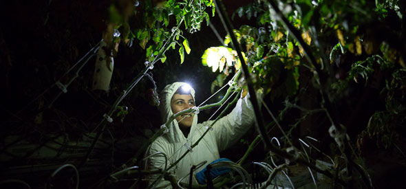 Les légumes sont cueillis la nuit afin d’en maximiser la fraîcheur pour le consommateur. Crédit photo : Les Fermes Lufa