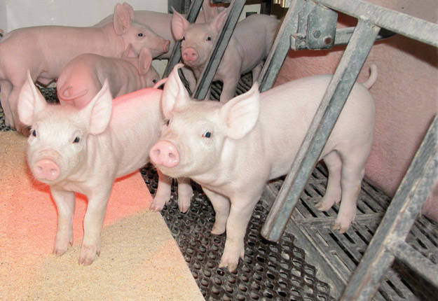 La négociation de la convention de mise en marché des porcs se déplace devant la Régie. Crédit photo : Archives/TCN