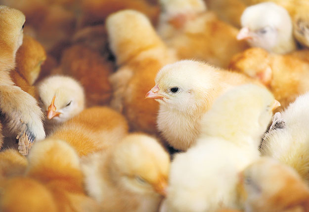 Environ 21 % des œufs d’incubation et des poussins vivants provenant des États-Unis sont destinés au marché du poulet à chair. Crédit photo : Shutterstock