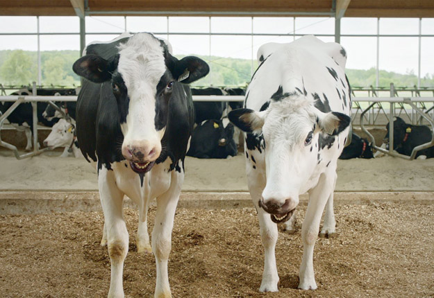 Les Producteurs de lait du Québec lancent une nouvelle campagne publicitaire qui vise à rétablir certains faits sur l’apport nutritif du lait et ses méthodes de production au Québec. Crédit photo : © Producteurs de lait du Québec
