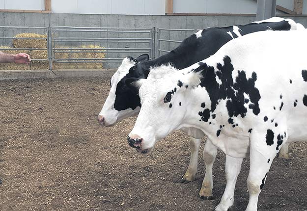 Josianne et Nina, de vraies vaches de la Ferme FD Daoust, sont les vedettes de la nouvelle publicité du Lait.