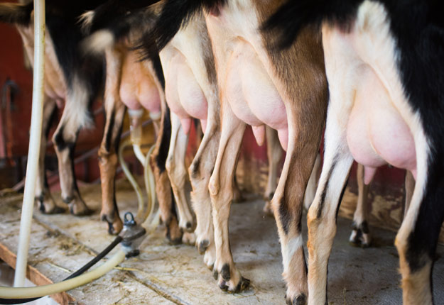 Saputo estime que la qualité du lait est primordiale. Quant à Liberté, elle veut que la régularité des approvisionnements soit assurée à l’année. Crédit : Martin Ménard/Archives TCN