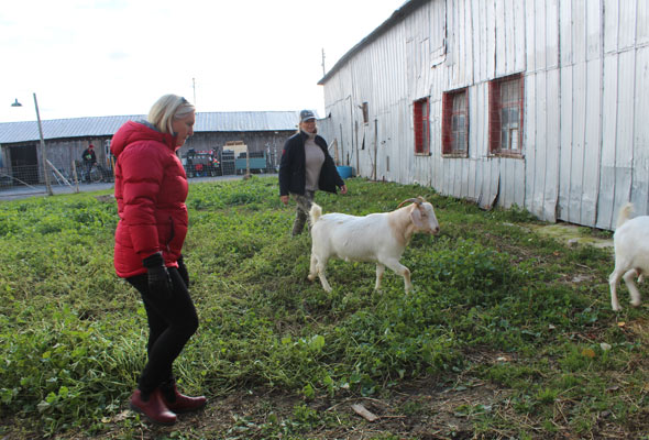 Le traiteur vient d’arriver. Il faut faire entrer les chèvres et les moutons pour laisser le champ libre au transport de la nourriture jusqu’à une grange convertie en cafétéria. 