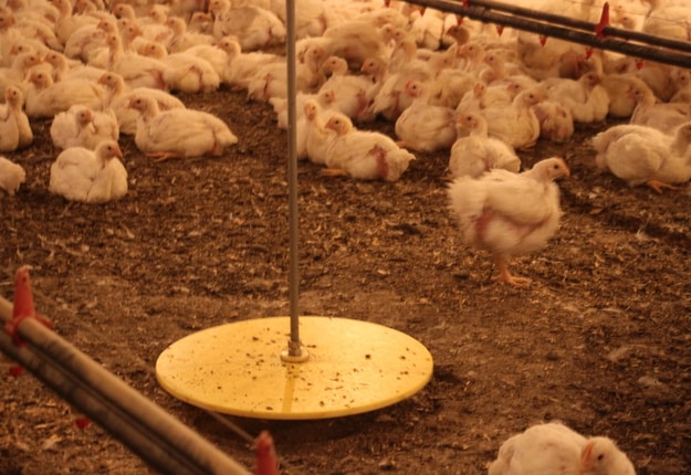Les transactions de quotas de poulet pourront reprendre à compter du 1er décembre prochain. Photo : Archives/TCN
