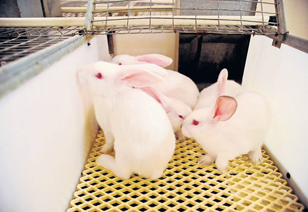 Les producteurs cunicoles doivent rétablir la confiance avec leurs acheteurs, selon Julien Pagé, président du Syndicat des producteurs de lapins du Québec. C’est l’un des grands enjeux de cette production. Crédit photo : Archives/TCN