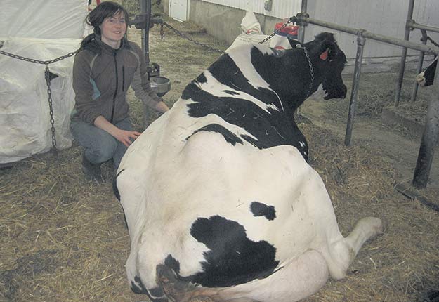 Véronique Boyer à la ferme familiale en compagnie d’une vache bénéficiant du confort ajouté d’une stalle double. Crédit photo : Jérémie Mercier