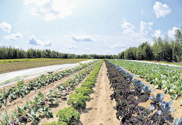 Le CETAB+ a pour mission de développer l’agriculture biologique et de contribuer à la prospérité des entreprises du secteur. Il favorise les systèmes agroalimentaires de proximité bénéfiques pour les exploitations et la société.
