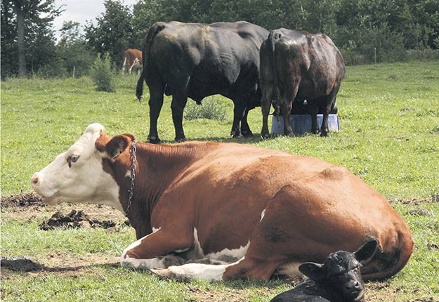 Malgré la tendance lourde de diminution des achats de viande, Sylvain Charlebois croit en l’avenir de l’industrie bovine. Crédit photo : Archives/TCN