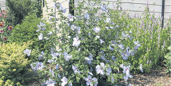 On reconnaît, au centre de cet aménagement conçu par Paysage gourmand, un hibiscus aux fleurs bleues comestibles. À droite, l’agastache et l’orpin remarquable, et à gauche, une viorne trilobée, entre autres plantes comestibles. Crédit photo : Gracieuseté de Paysage gourmand