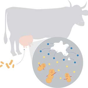 Production de vésicules par la vache et bactéries présentes lors d’une infection.  • Billes bleues : vésicules de la vache;  • Billes orange : vésicules bactériennes.