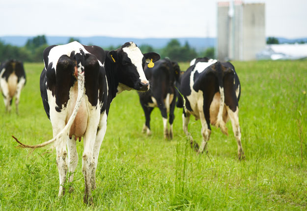 Le message des producteurs de lait bio aux transformateurs : « Enlevez votre pied sur le break, il y a du lait bio qui s’en vient. » Crédit : Archives/TCN