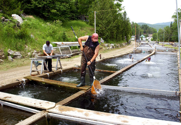 Un aquaculteur à l’œuvre dans les bassins de la Pisciculture Mont-Tremblant. Crédit photo : Marc Lajoie/Ministère québécois de l’Agriculture