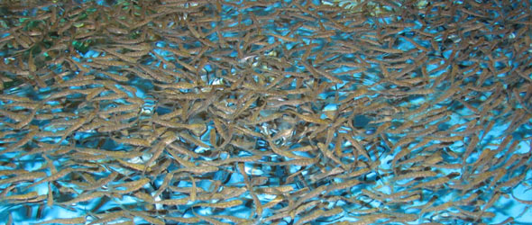 Les truites arc-en-ciel font partie des élevages au Québec. Crédit photo : André Drapeau/Ministère canadien des Pêches