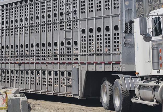 Il y aurait de 18 000 à 25 000 porcs dans les fermes, prêts pour l’abattoir. Crédit photo : Myriam Laplante El Haïli/TCN