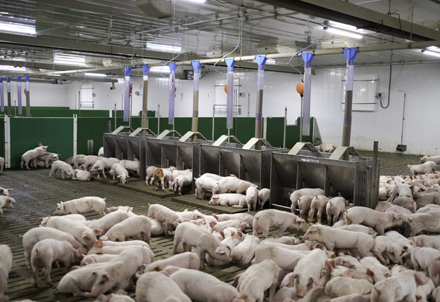 Crédit photo : Les Éleveurs de porcs du Québec