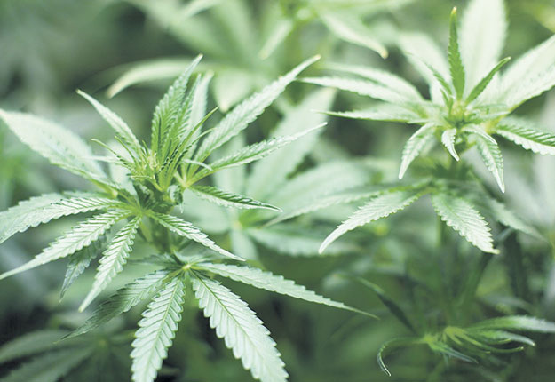 Lorsque l’Université McGill aura obtenu une licence de Santé Canada, elle produira des plants de cannabis à des fins de recherche et de formation. Crédit photo : 7raysmarketing/Pixabay/CC