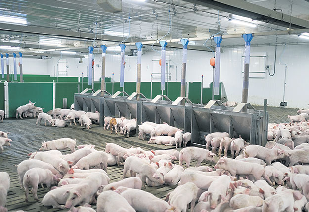 Le dernier cas de diarrhée épidémique porcine au Québec remontait à l’été 2015. Crédit photo : Les Éleveurs de porcs du Québec