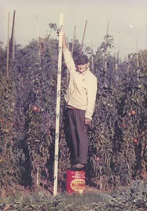 Le frère Armand Savignac devant des plants de la tomate qu’il a créée au milieu du siècle dernier dans les jardins du scolasticat des Clercs de Saint-Viateur, à Joliette. Photo : Yves Gagnon