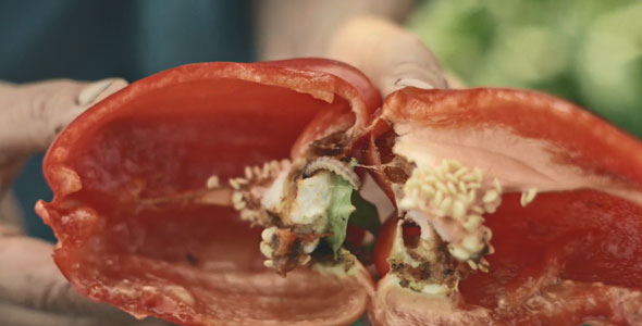 Un poivron infesté par la pyrale du maïs. Bon appétit!