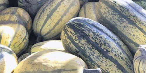 Courges stripetti