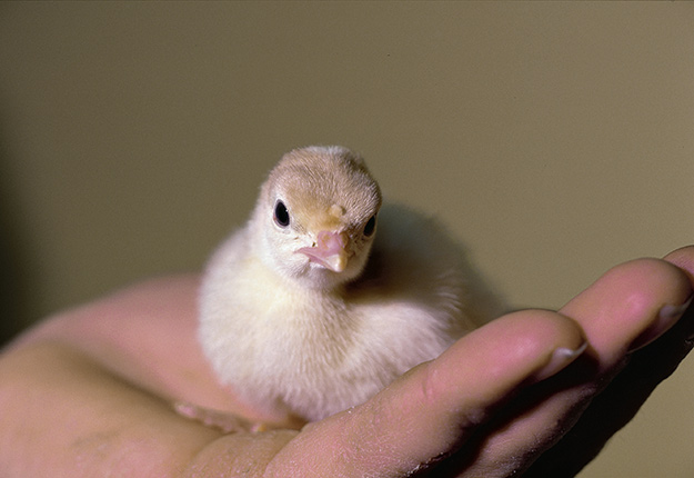 Une nouvelle assurance permet de soutenir financièrement la filière avicole en cas de crise sanitaire. Crédit photo : Archives TCN