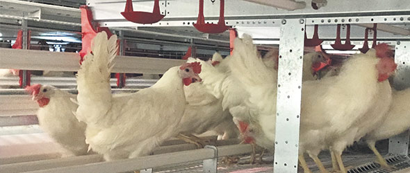 À la fin mai, 11 mois après l’incendie, de nouvelles poules ont pris place dans le poulailler.