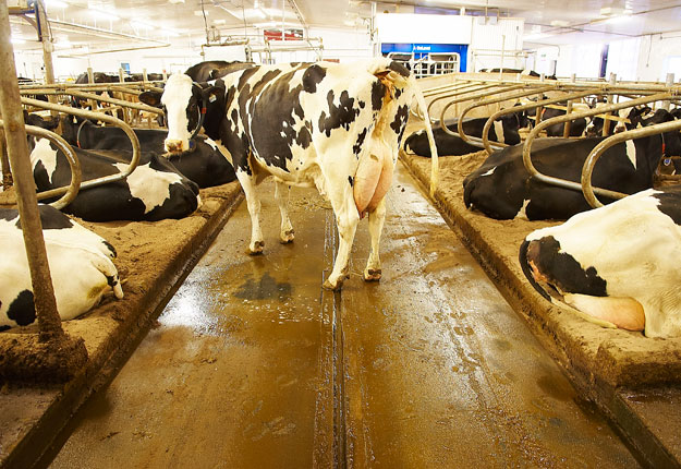 Les producteurs laitiers connaîtront le 16 août le détail des compensations qui leur ont été promises en mars. Photo : Archives/TCN