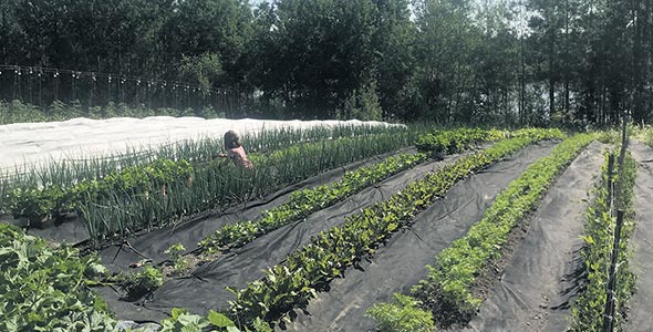 La famille cultive deux potagers dont elle vend les légumes pour financer des voyages.
