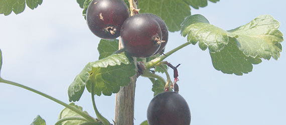La caseille est un fruit noir issu du croisement du cassis et de la groseille. Photo : Grégoire Vincke