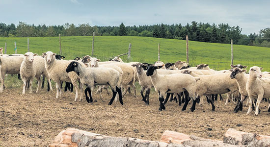 La Bergerie du Faubourg utilise un système automatisé pour l’alimentation des moutons.