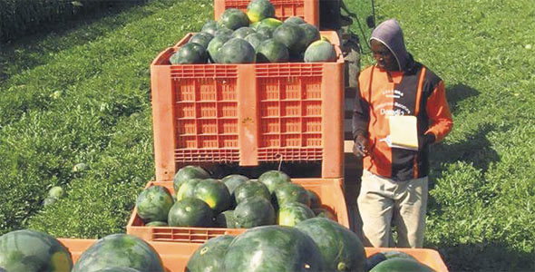 La ponctualité et la rigueur des employés africains demeurent un défi à la ferme d’Aminata. « Il faut leur expliquer très doucement et être toujours là pour vérifier le travail », dit-elle. Photo : Gracieuseté d’Aminata Dominique Diouf