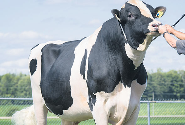 Benner Bardo Taureau génomique « Il est au premier rang au Canada, selon l’indice de profit à vie (IPV). Il engendre des vaches des plus rentables avec une moyenne de 124 kg de gras », dit Guillaume Ménard, du Centre d’insémination artificielle du Québec (CIAQ). Photo : Gracieuseté de Semex