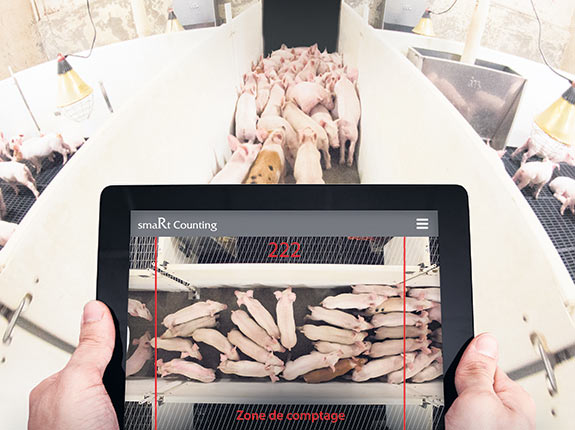 Le module smaRt Counting fait le décompte des porcs, peu importe leur taille et leur couleur.