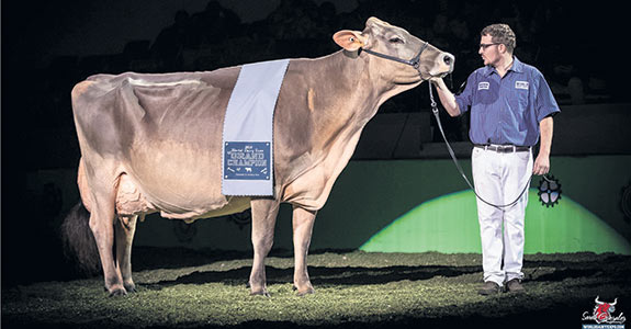 La Championne suprême de la World Dairy Expo : la Suisse brune Cutting Edge T Delilah. Photo : Sarah Gonzalez/The Bullvine