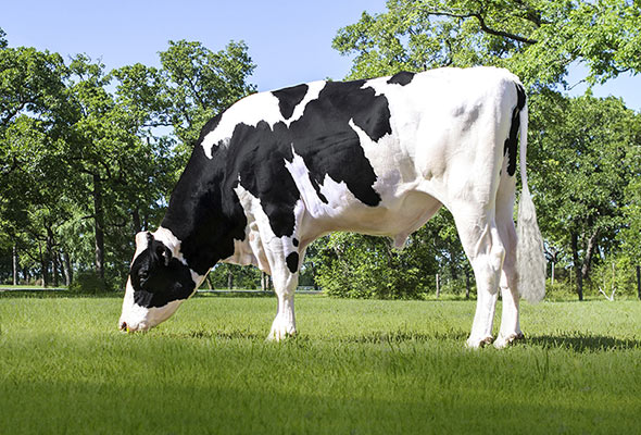 Mr Mogul Delta Taureau éprouvé À six ans, cette « vedette incontestée » domine l’échiquier de tous les taureaux malgré son âge avancé, explique Patrice Simard, de STgenetics. Photo : Gracieuseté de STgenetics.