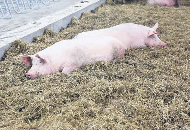 L’abattoir des Viandes du Breton à Rivière-du-Loup augmentera son approvisionnement en porcs de niche de 60 à 90 %. Gracieuseté de DuBreton/Archives TCN