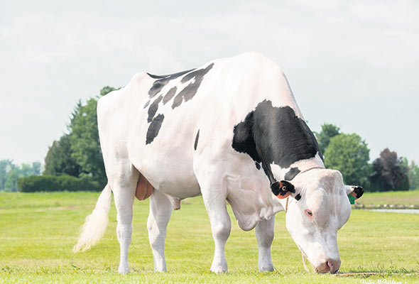Silverstream Porter Taureau éprouvé « C’est le meilleur taureau nouvellement éprouvé en août dernier. Il est au 2e rang au Canada, selon l’IPV. Il a déjà 2 899 filles et présente un profil complet, pour tous! » indique Guillaume Ménard, du CIAQ. Photo : Gracieuseté de Semex
