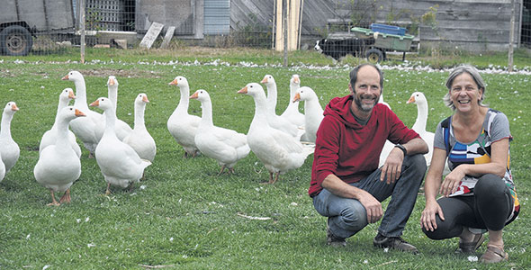 Oies, pintades et canards constituent l’essentiel du volet volaille de la ferme.