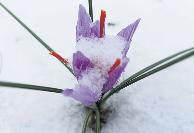 Un corme de Crocus sativus peut donner jusqu’à trois fleurs, qui produiront chacune trois pistils à récolter à la main. Photo : Archives/TCN