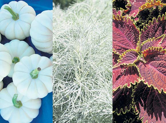 Le programme des ExceptionnellesMD désigne les plus belles plantes, mais aussi les plus performantes et les plus faciles d’entretien. Parmi les ExceptionnellesMD de 2020 : la citrouille Casperita (gauche), l’armoise Makana Silver (centre), un nouveau cultivar au feuillage argenté et finement ciselé, et le coléus Colorblaze Wicked Witch, avec ses feuilles couleur chocolat et ses bordures volantes soulignées en chartreuse (droite).