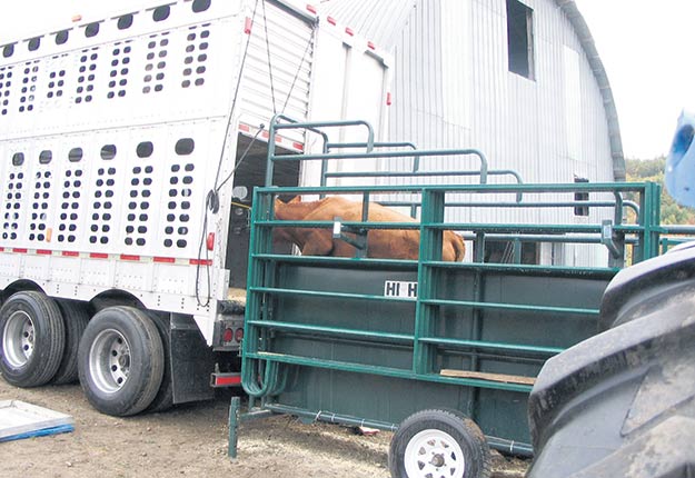 Le resserrement du temps de transport des bovins s’avère difficilement applicable à la réalité des fermes québécoises, estiment Les Producteurs de bovins du Québec. Photo : Archives/TCN