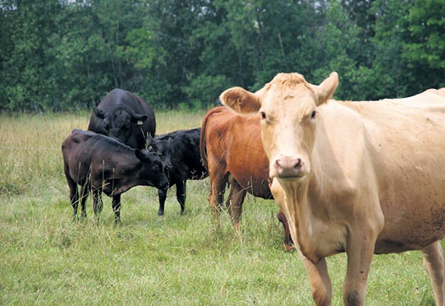 Walmart a conclu un partenariat avec un important éleveur de bœuf Angus du Texas. Photo : Archives TCN