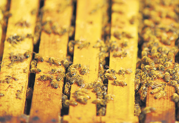 Les abeilles qui pollinisent les cannebergières durant l’été ont plus de chances de mourir l’hiver suivant que celles qui séjournent dans d’autres types de cultures. Photo : Archives/TCN