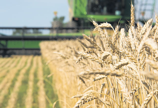 Avec ses prix élevés, le blé risque d’être une culture plus populaire en 2020 au Québec. Photos : Martin Ménard/TCN