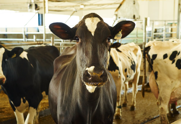 Les allées et venues sur les fermes doivent être restreintes au maximum, insistent les Producteurs de lait du Québec. Crédit photo : Archives/TCN