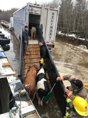 Les veaux ont été transférés dans un autre camion. 